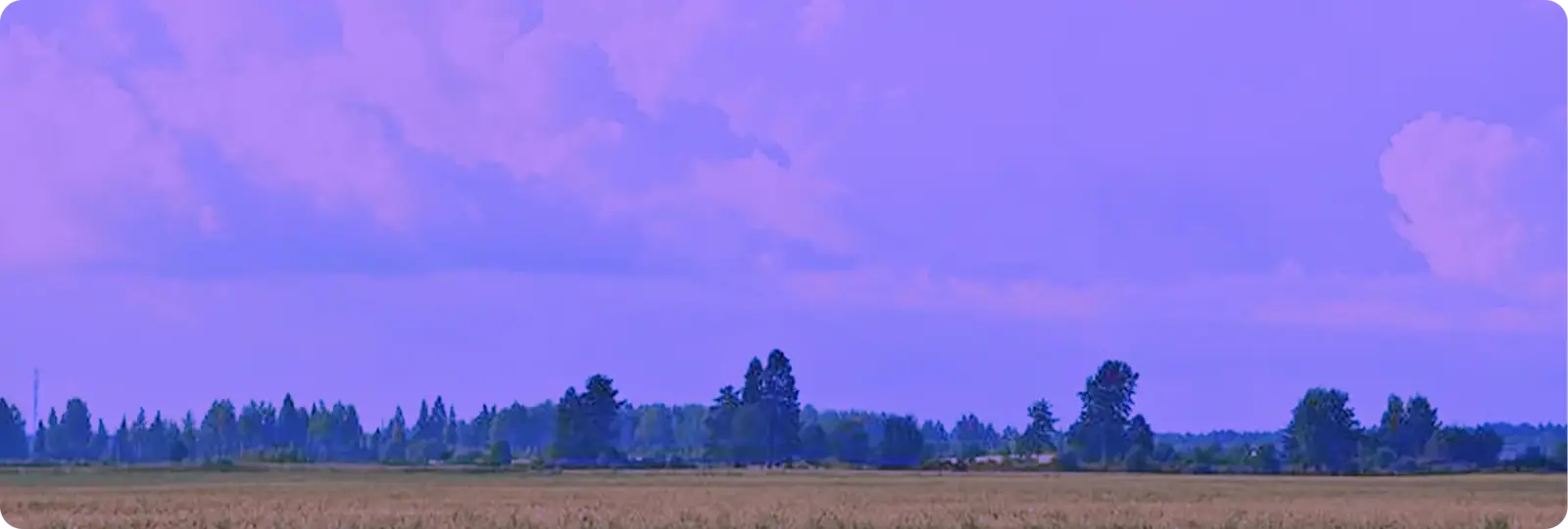 Лавандовое поле